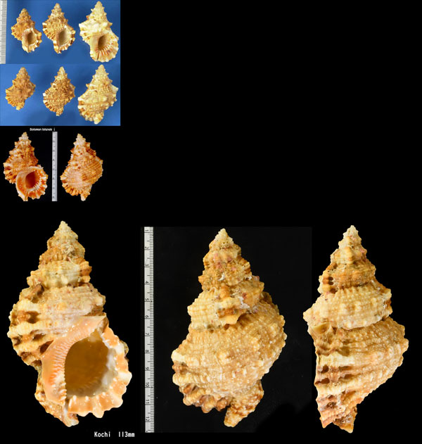 シワクチナルトボラ Tutufa rubeta small