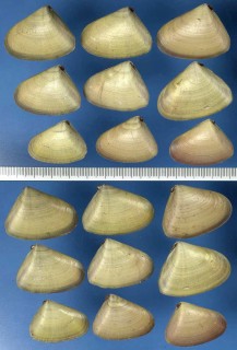 インドネシアのナミノコガイの仲間 Donax compressus small