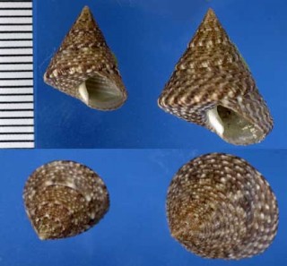スダレチグサ近似種 Calthalotia indistincta small