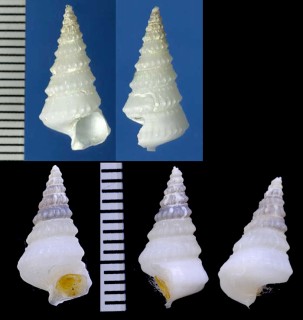 ウラウズカニモリ Trochocerithium shikokuensis small