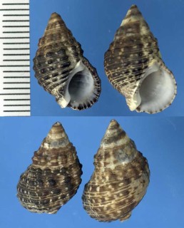 オオシマカニモリ Clypeomorus subbrevicula small