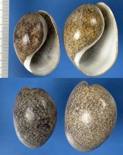 タイワンナツメガイ Bulla ampulla small