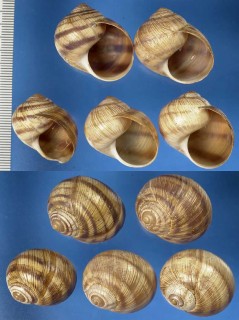 イスラエルのエスカルゴの仲間03 Helix engaddensis small