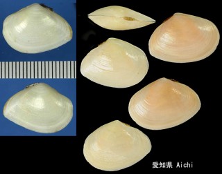 ユウシオガイ Moerella rutila small