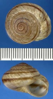 コダママイマイの仲間01 Oreohelix subrudis form maxima small