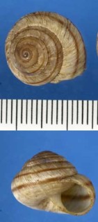 サブアルペンマウンテンスネイル Oreohelix subrudis subrudis small
