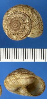 コダママイマイの仲間03 未詳 Oreohelix sp. small