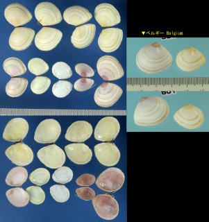 バルチックシラトリ Macoma balthica small