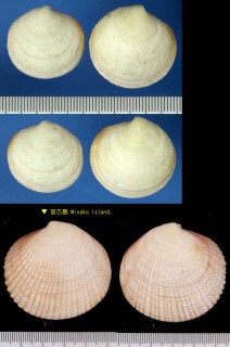 ウラキツキガイ Codakia paytenorum small