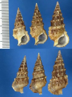 カニモリの仲間 Cerithium nicaraguense small