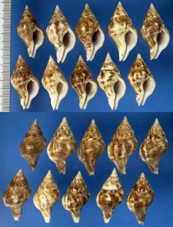 ジャワミクリ (仮称) Euthria javanica small