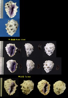 ムラサキイガレイシ Drupa morum morum small