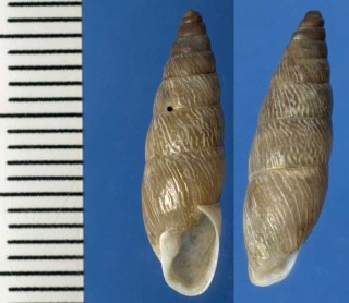 バイアアラハダマイマイ Cyclodontina bahiensis small