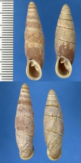 ミツクリギセル 箕作煙管 Megalophaedusa mitsukurii small