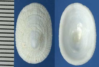 ユウビシロスソカケガイ Tugali parmophoidea small