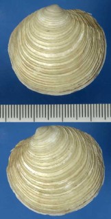 ツキガイモドキ Lucinoma annulatum small