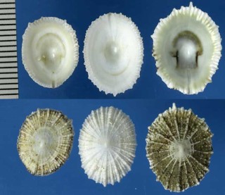 モシキスソカケ Montfortula rugosa small