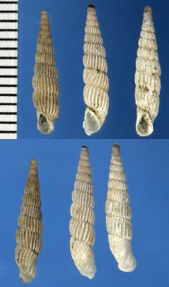 イスラエルのキセルガイ Cristataria petrboki small