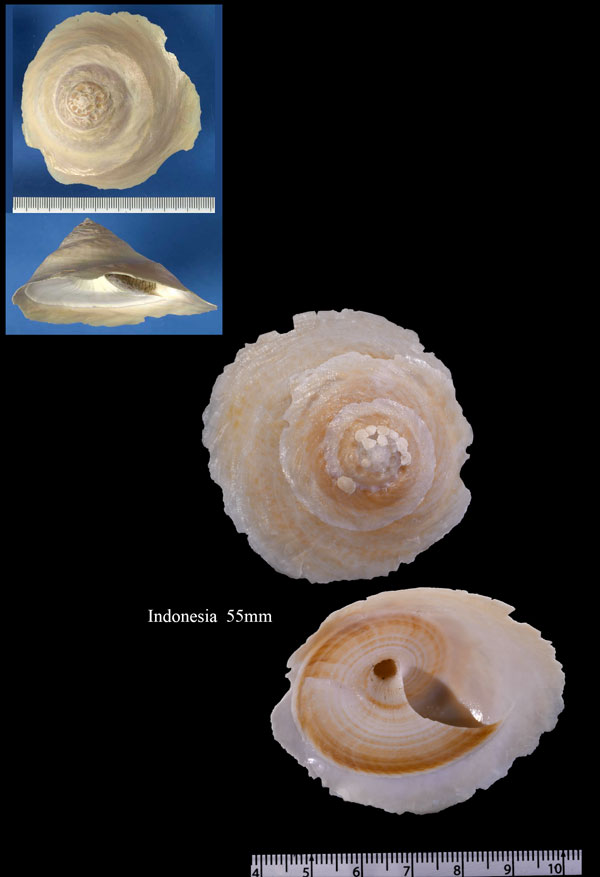 タイワンキヌガサ Onustus indicus small