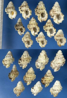 シワオキニシ Bursa cruentata small