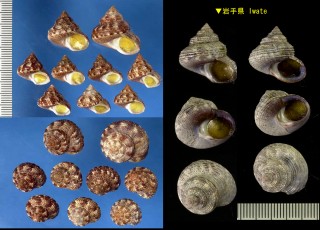 ニシキエビス Calliostoma multiliratum small