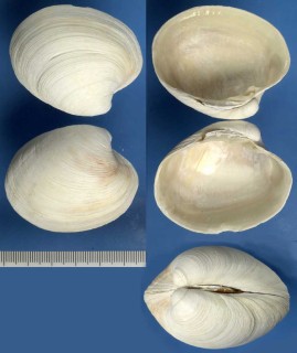 シンテイオトヒメハマグリ Vesicomya indica small