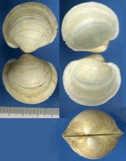 カブラツキガイ Anodontia edentula small