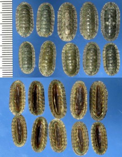 ヤセウスヒザラ Ischnochiton sp. small