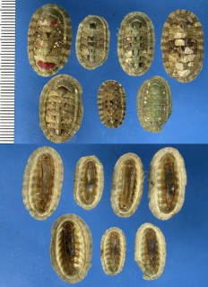 オオクサズリガイ Rhyssoplax komaiana small
