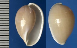 シロオビウミウサギ Prionovolva fruticum small