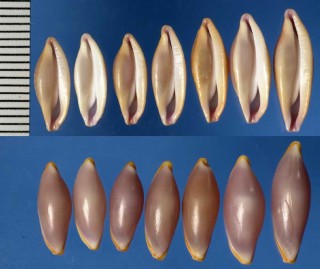 アフリカウチマキマメヒガイ Cymbovula deflexa massierorum small
