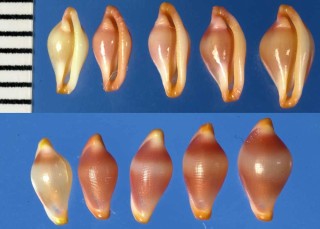 サンタカロリーナケボリ (仮称) Primovula santacarolinensis small