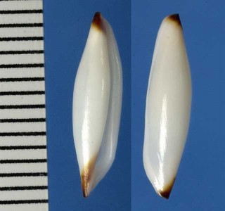 ハシグロキヌヅツミ Hiatavolva brunneiterma small