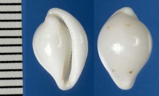 ホソテンロクケボリの一種 Pseudosimnia alabaster mozambiequensis small