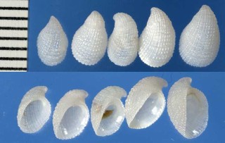 ヒトデナカセ Thyca crystallina small