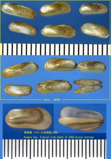 キザミハマユイガイ Idasola japonica small