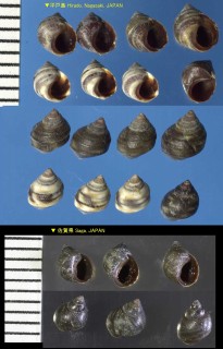 ホリカワタマキビ Littorina horikawai small