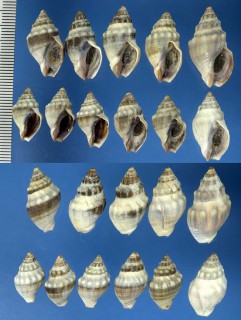 ニュージーランドボラの仲間02 Cominella glandiformis small