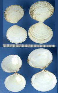 トゲアサジガイ Semele casta small