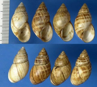 ホソナガマイマイの仲間 未詳 Thaumastus sp. small