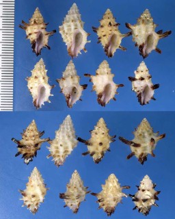 ホソトゲレイシダマシ Spinidrupa euracantha small