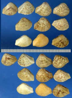 コッパモシオ Crassatellites radiata small