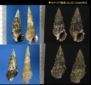 ヨーロッパカニモリ Cerithium vulgatum small