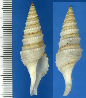 ヒメジュズカケクダマキ Gemmula congener diomedea small