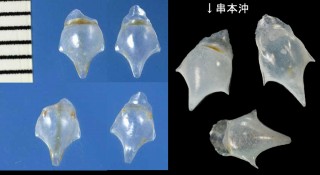 マサコカメガイ Cavolinia inflexa small