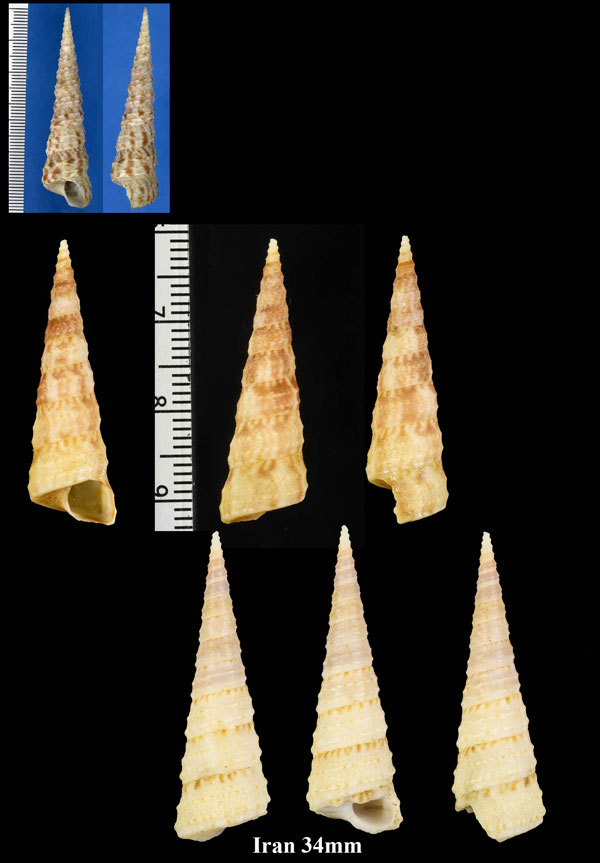 マダラキリガイダマシ Turritella maculata small