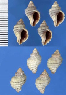 ニュージーランドのツノオリイレの仲間 Paratrophon cheesemani small