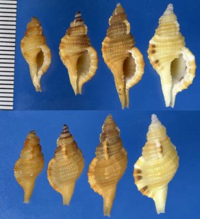 ヒメジュセイラ Cymatium limberta small