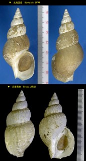 トウダカバイ 塔高? Reticubuccinum acutispiratum small