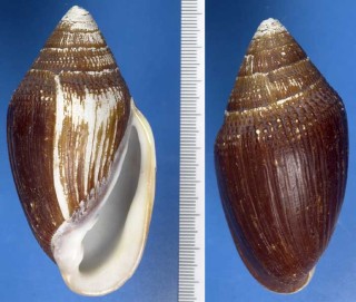 ミダノミミガイ Ellobium aurismidae small